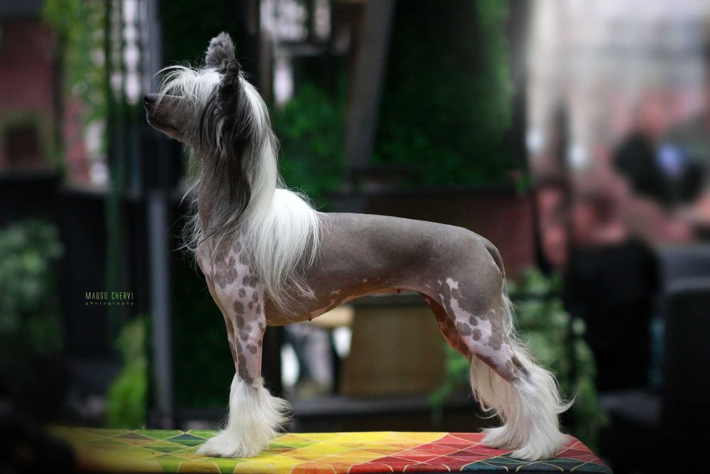 Chiński grzywacz Sasima FCI