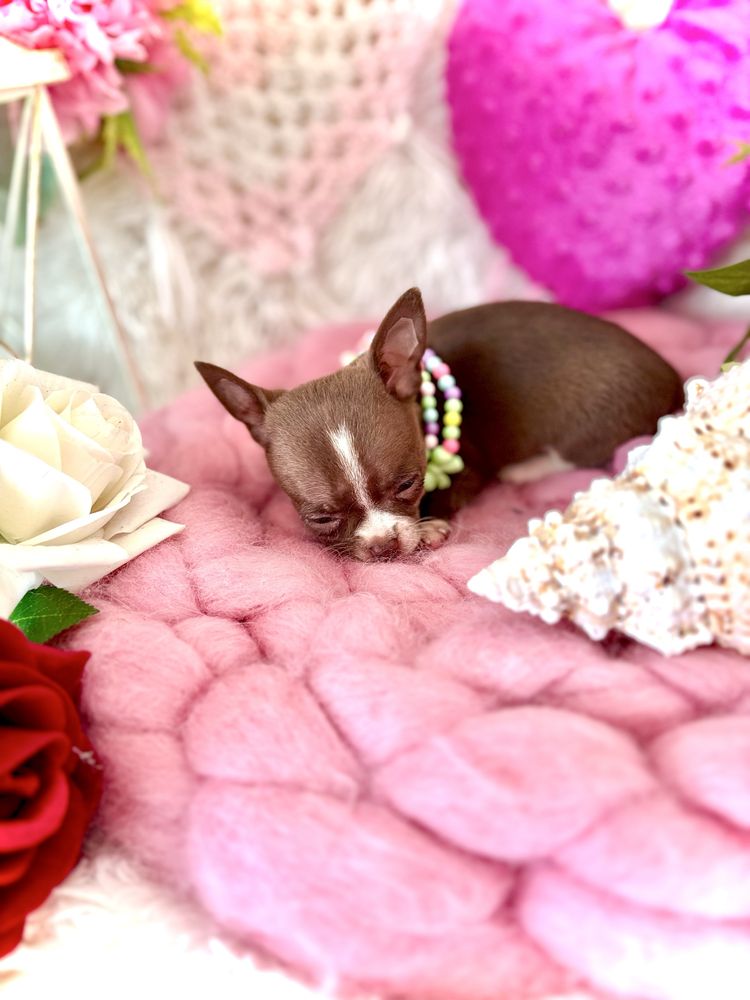Śliczna czekoladowa malutka suczka chihuahua