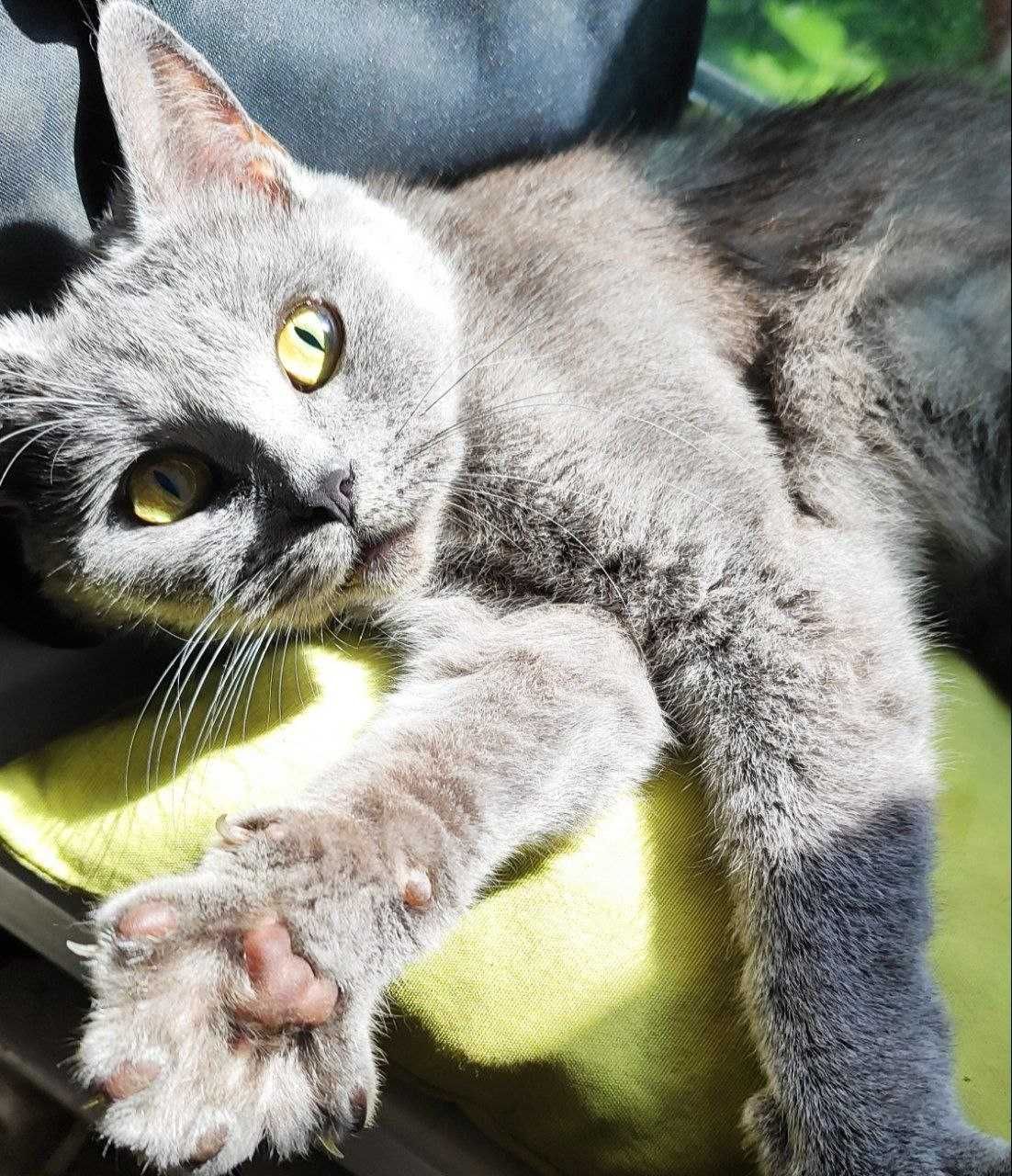 Шотландські кошенята