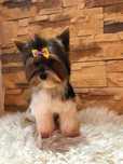 Suczka Yorkshire terrier Biewer