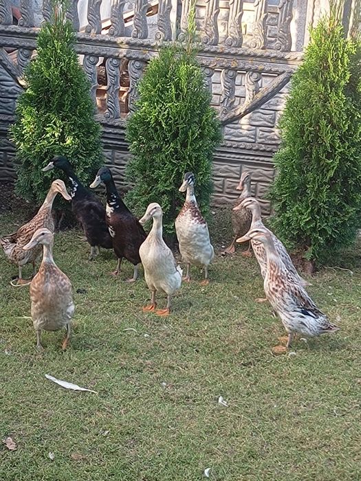 Kaczki biegusy na ślimaki