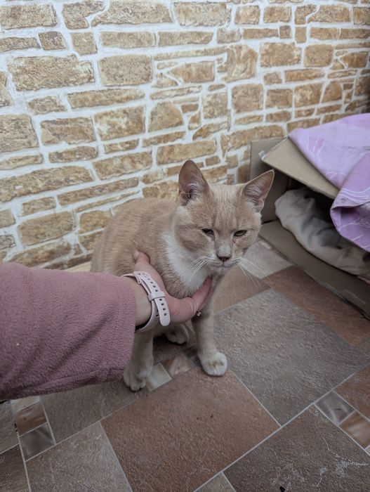 Отдам котика в хорошие руки