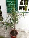 Planta Dracaena Grande 185