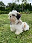 Dostojny Piesek Shih-Tzu Tricolor • GOTOWY DO ODBIORU •