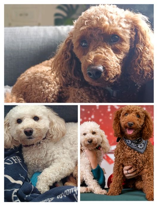 Pudel miniaturowy na granicy toy apricot - rezerwacja