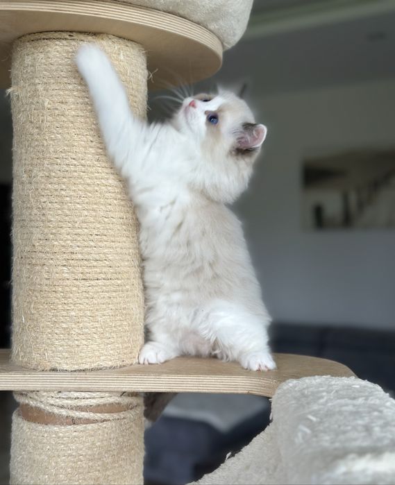 Puchaty kotek ragdoll rodowód FPL