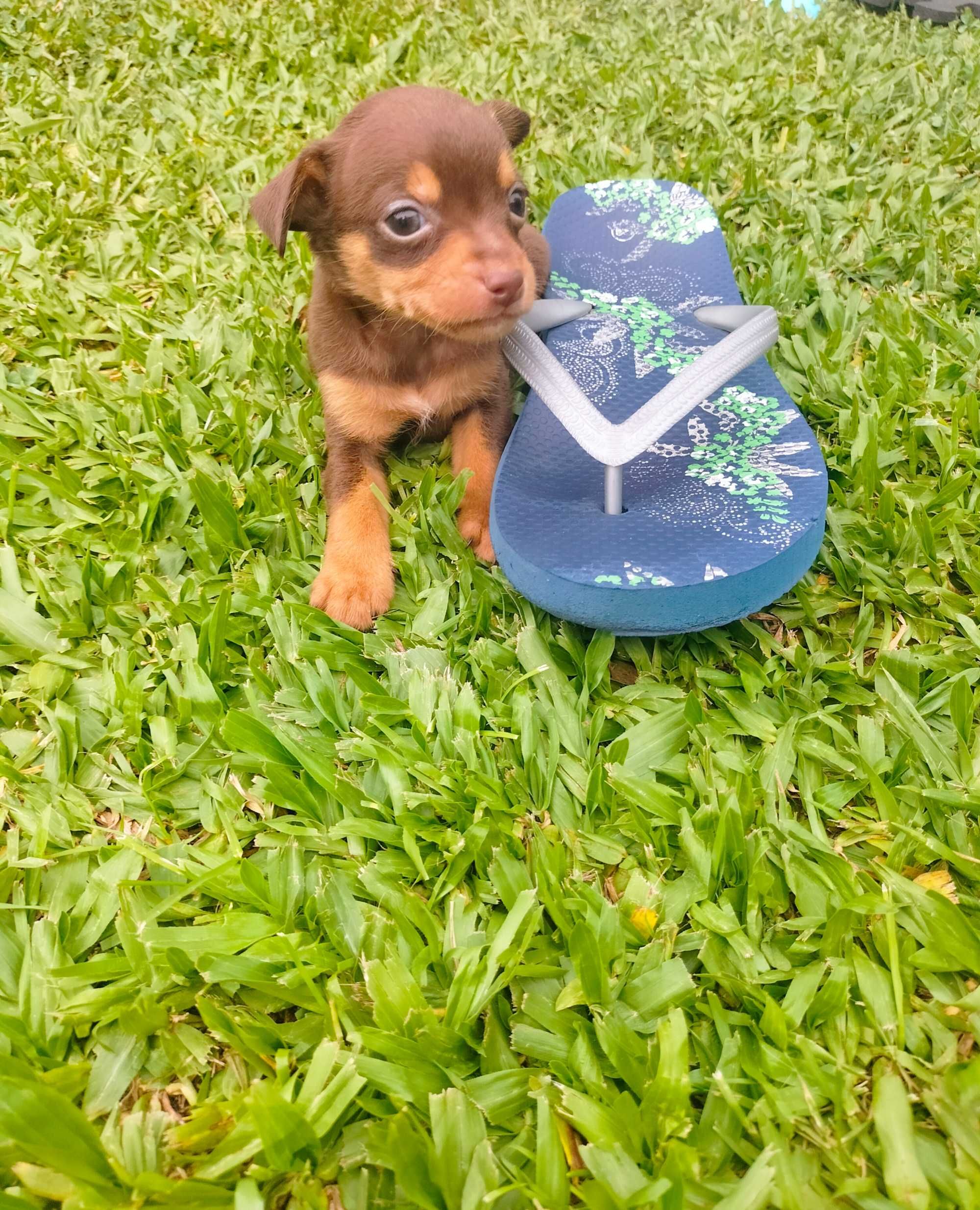 Pinscher mini macho
