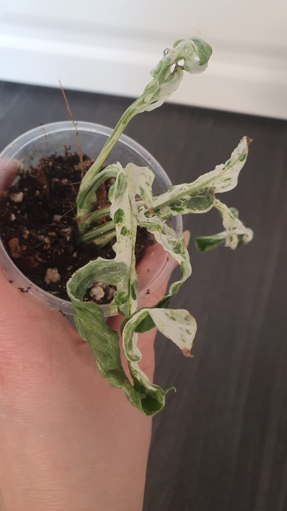Monstera Frozen freckles variegata