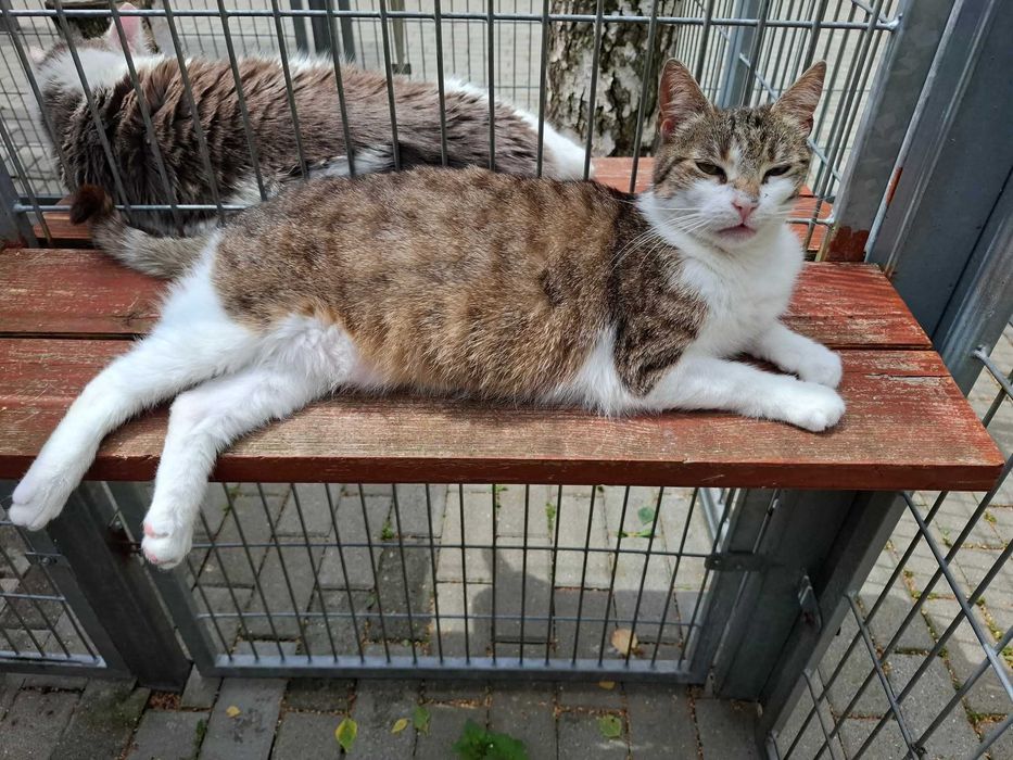 Alinka - czy ma szansę na dom czy resztę życia spędzi w schronisku?