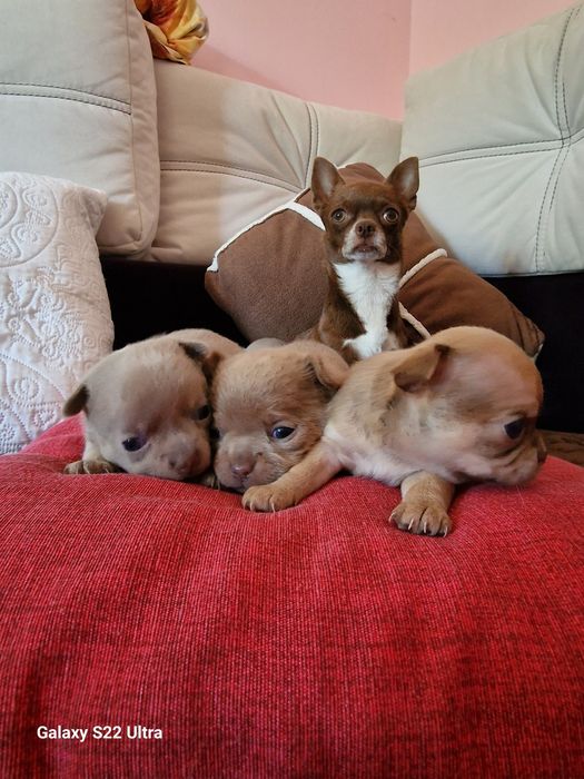 Продажу закінчено!