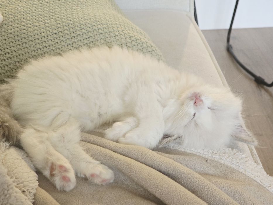 Kociak rasy ragdoll