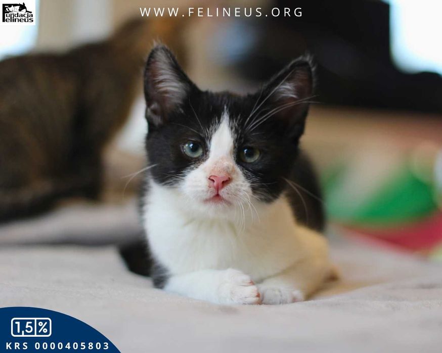 Koci przystojniak czeka na dom