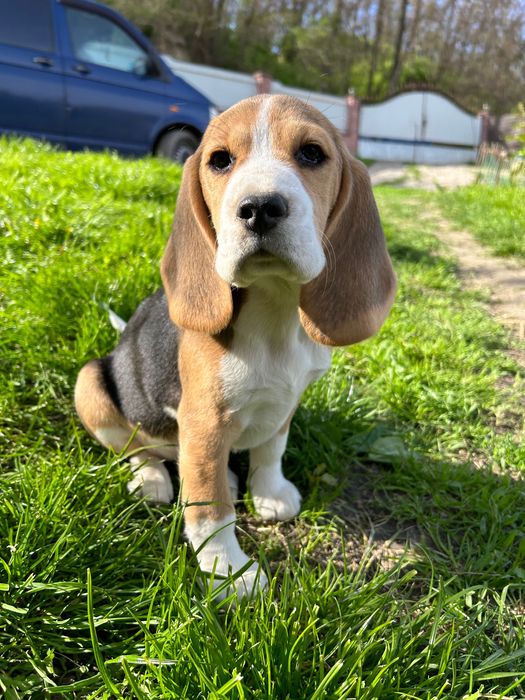 Вуханки - біглюші!