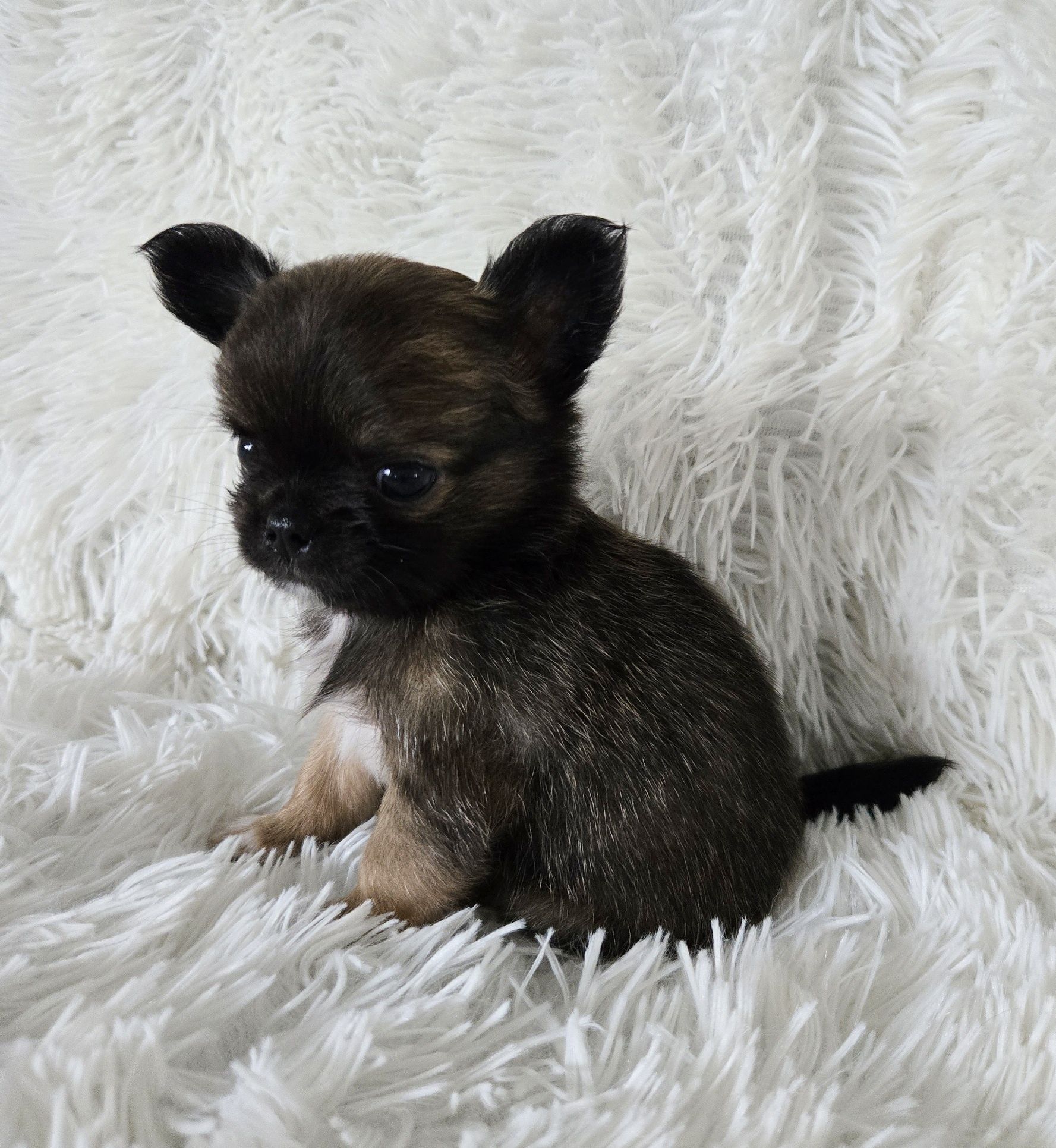 Mini Długowłosy Piesek Chihuahua