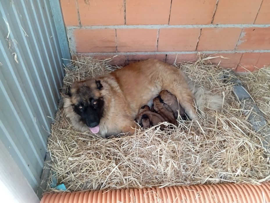 Cães Serra da Estrela