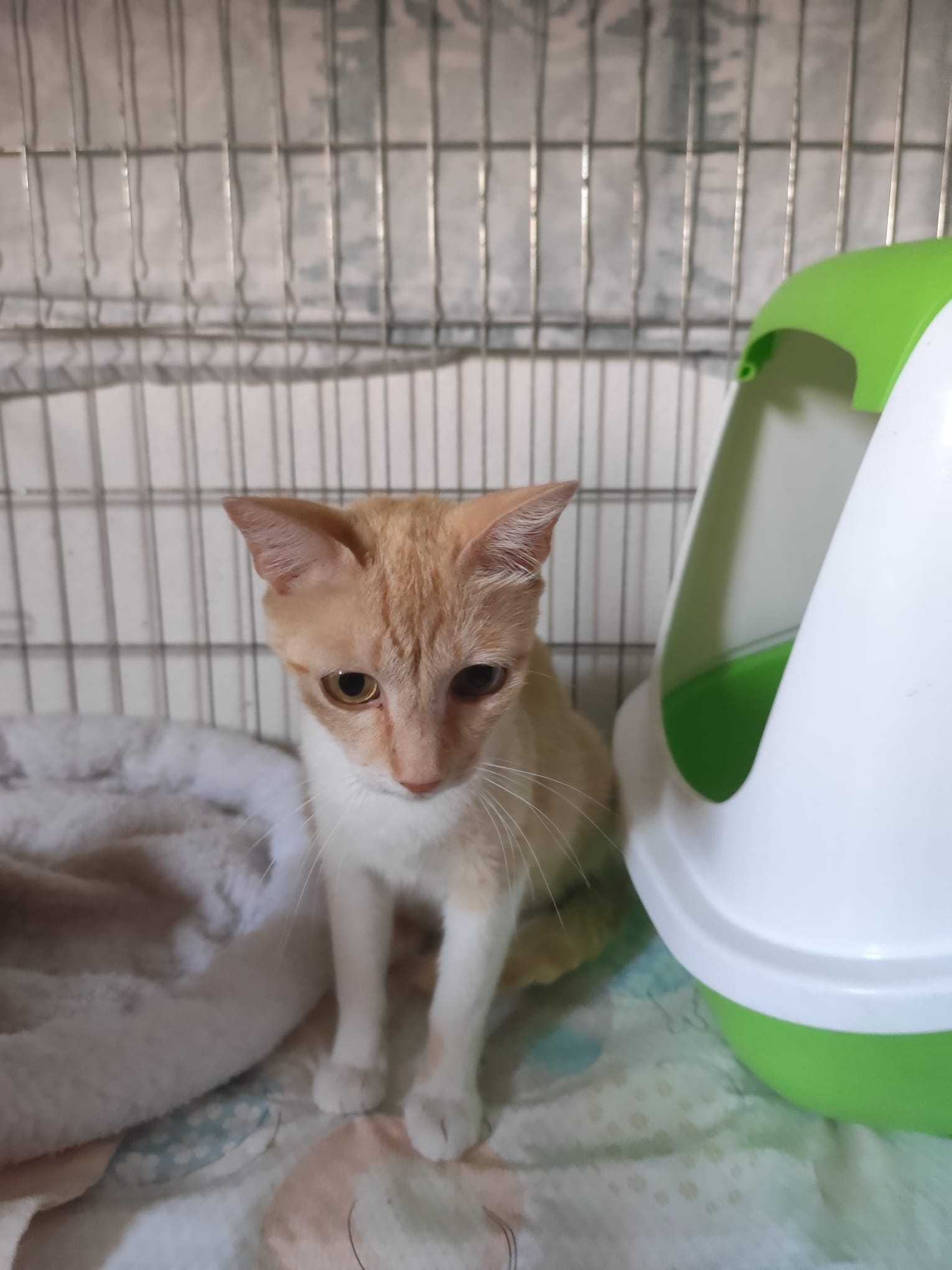 Gatinha para adoção consciemte