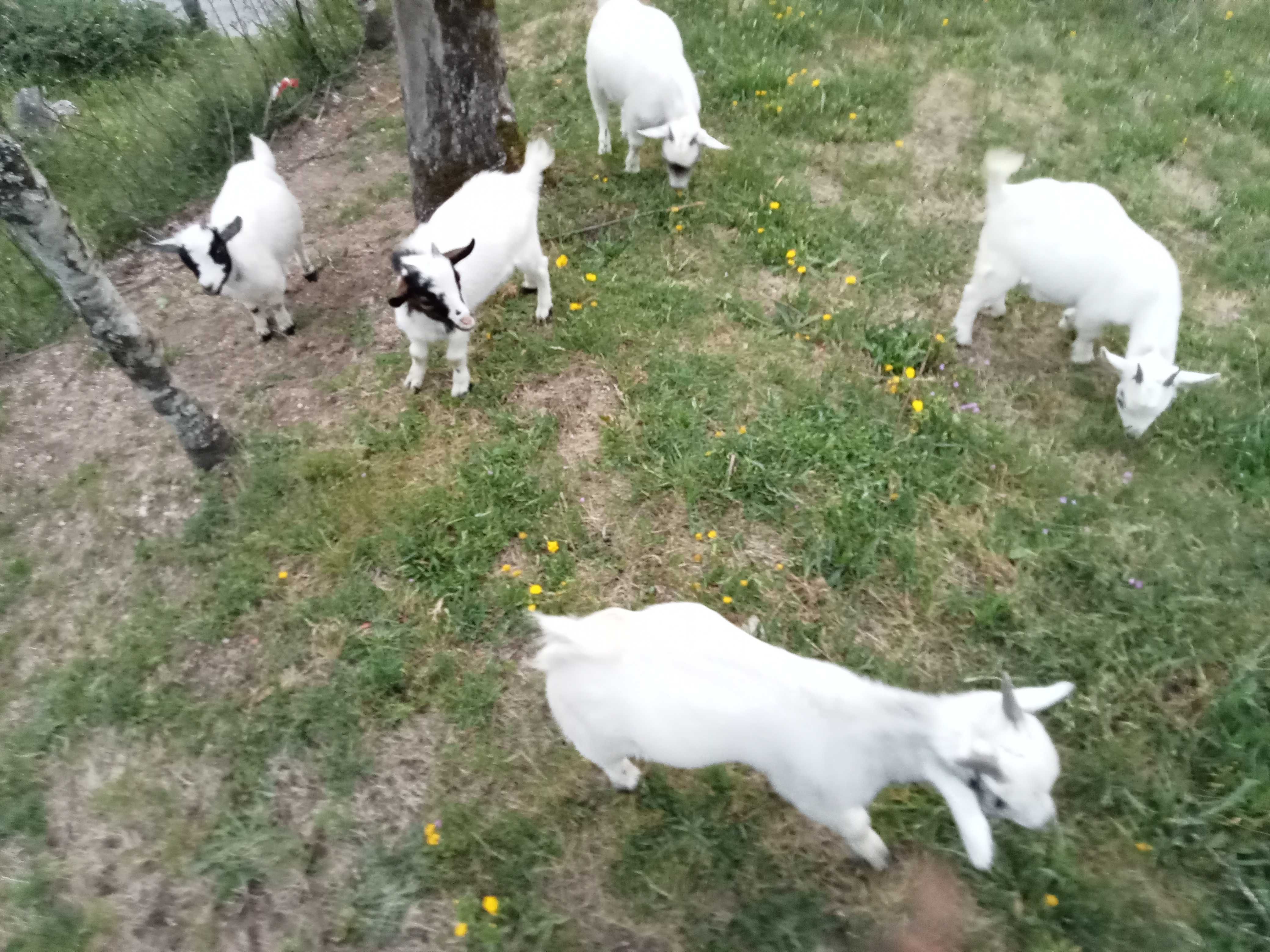 Cabras anãs/israelitas