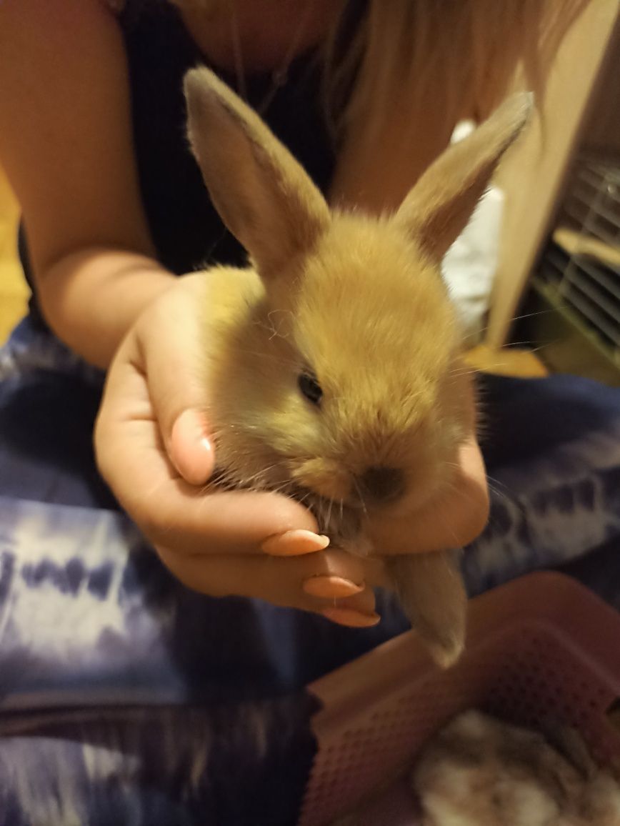 Królik miniaturka oryginał baranek
