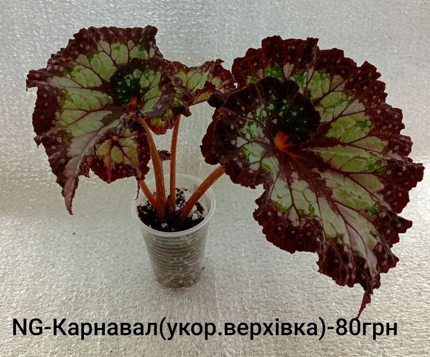 Кімнатні квітулічки