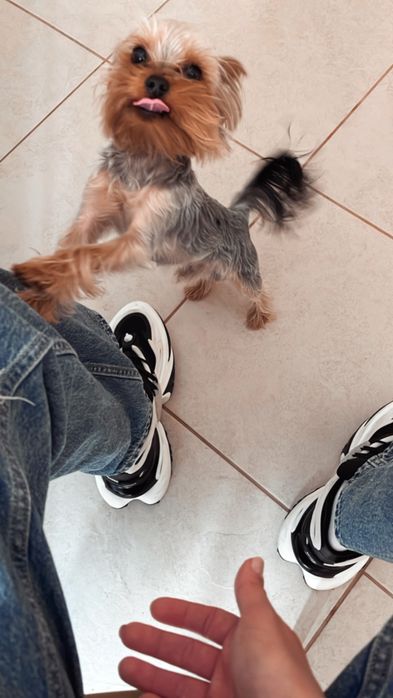 Йорк мінік хлопчик 2,5 роки в добрі  руки