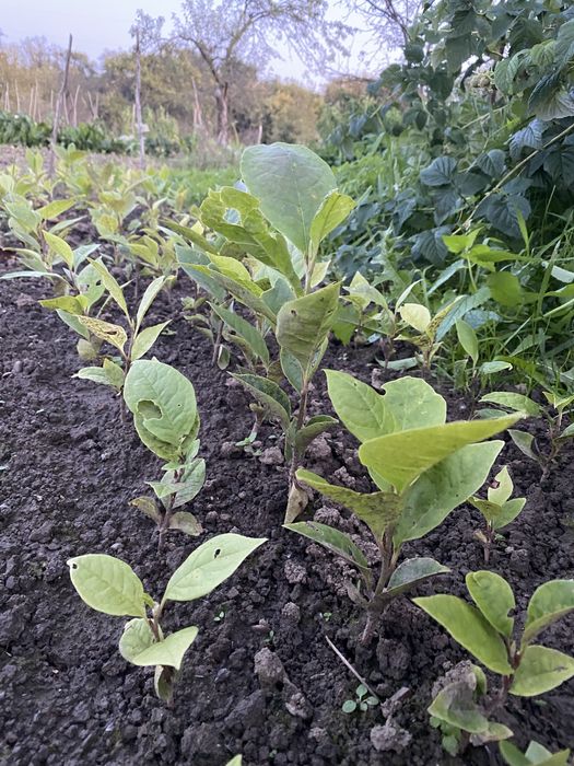 Магнолія 1-2 роки