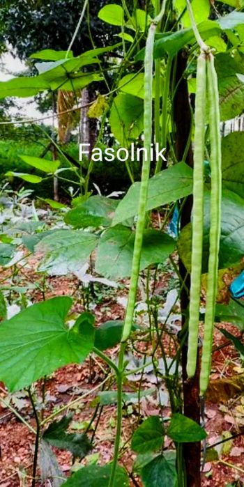 Fasolnik czerwony włoski Fasola 60 cm tyczna