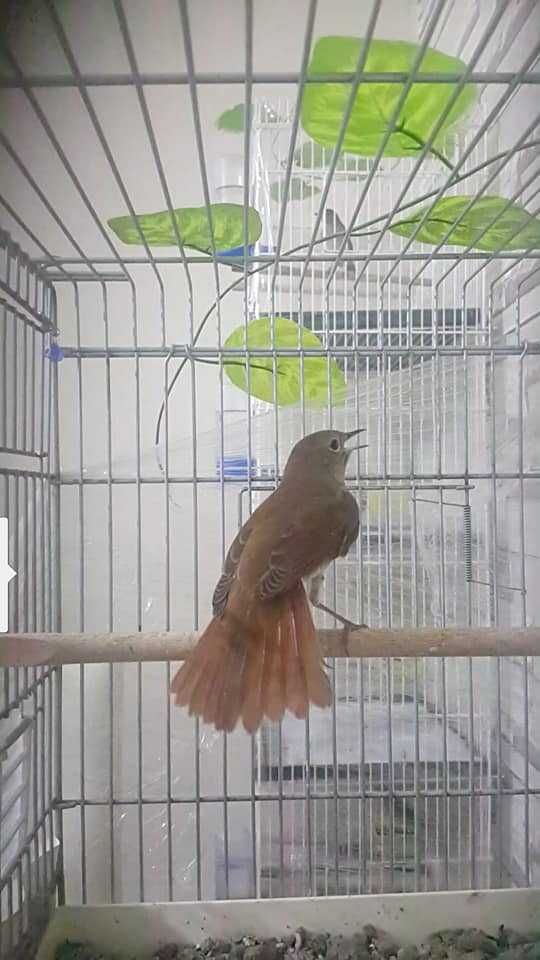 Casal de  aves anilhadas 2024/2025 Outras aves