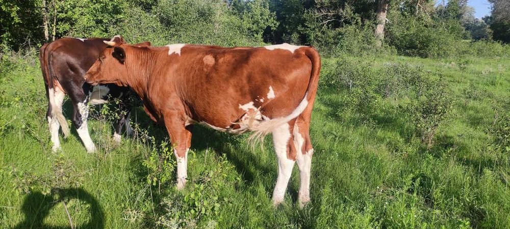 Телиці тільні по 6міс тільності