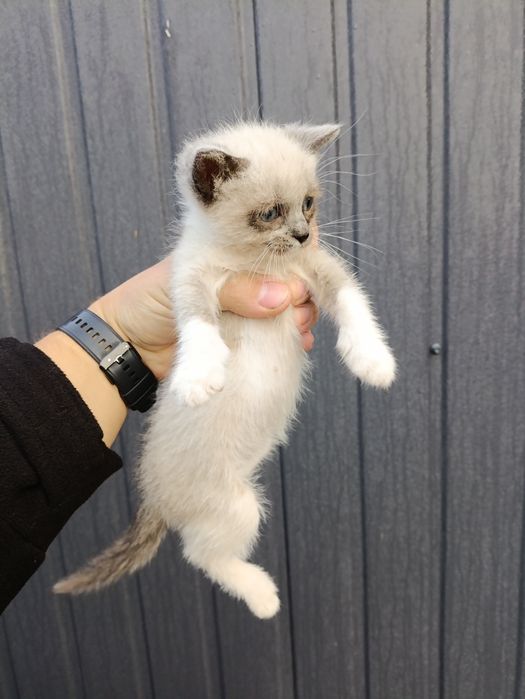 Віддам маленьке кошеня