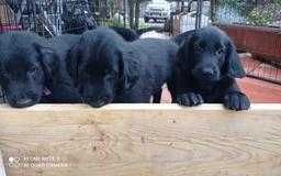 Flat coated retriever ZKwP FCI suczka 9 tygodni -gotowa do odbioru