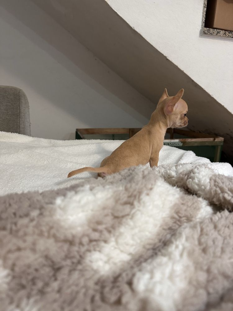 Chihuahua pelo curto