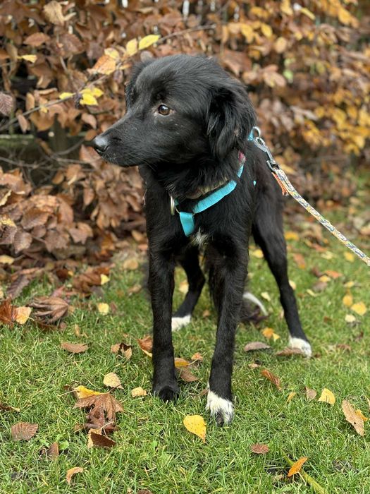 Serce pęka na jej widok tyle ma strachu biedulka