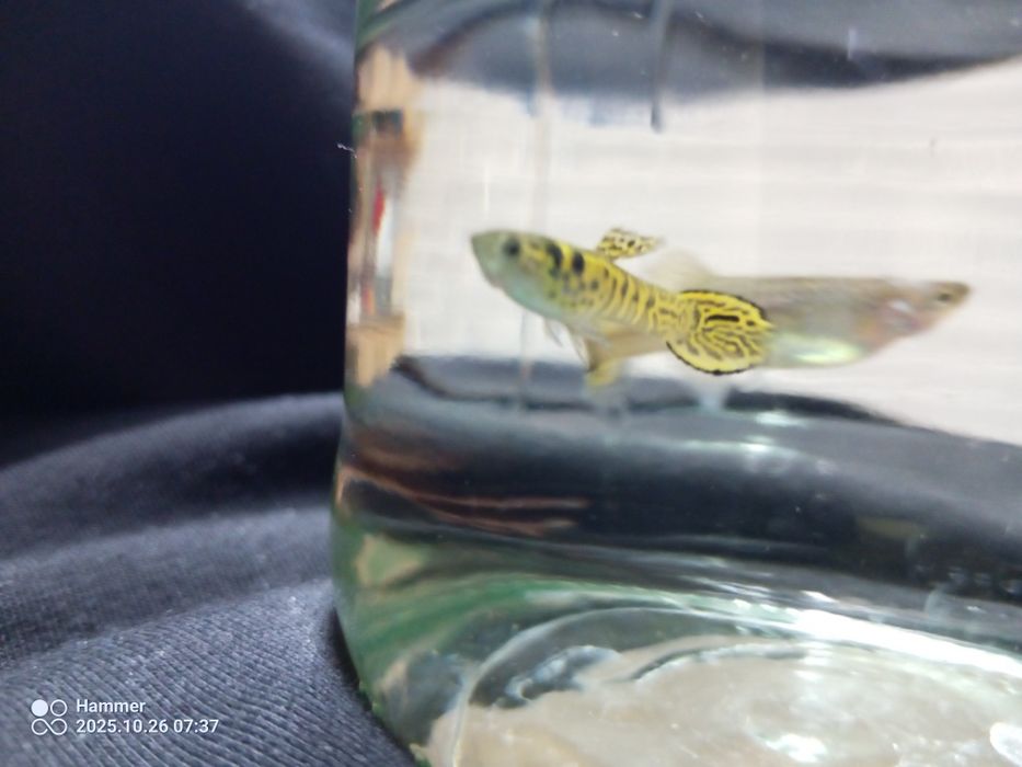 Gupik Tiger cobra parka