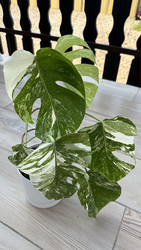 Monstera Variegata duża cała roślina