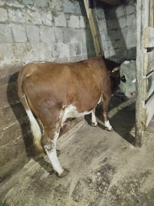 Продам корову лялька