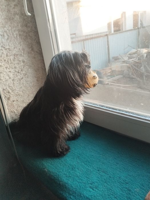 Мальчик породы цветная болонка ищет девочку для вязки