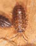 Trachelipus rathkii, równonogi, isopoda, prosionek pospolity