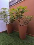 Vasos com plantas