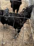 Kogut ayam cemani