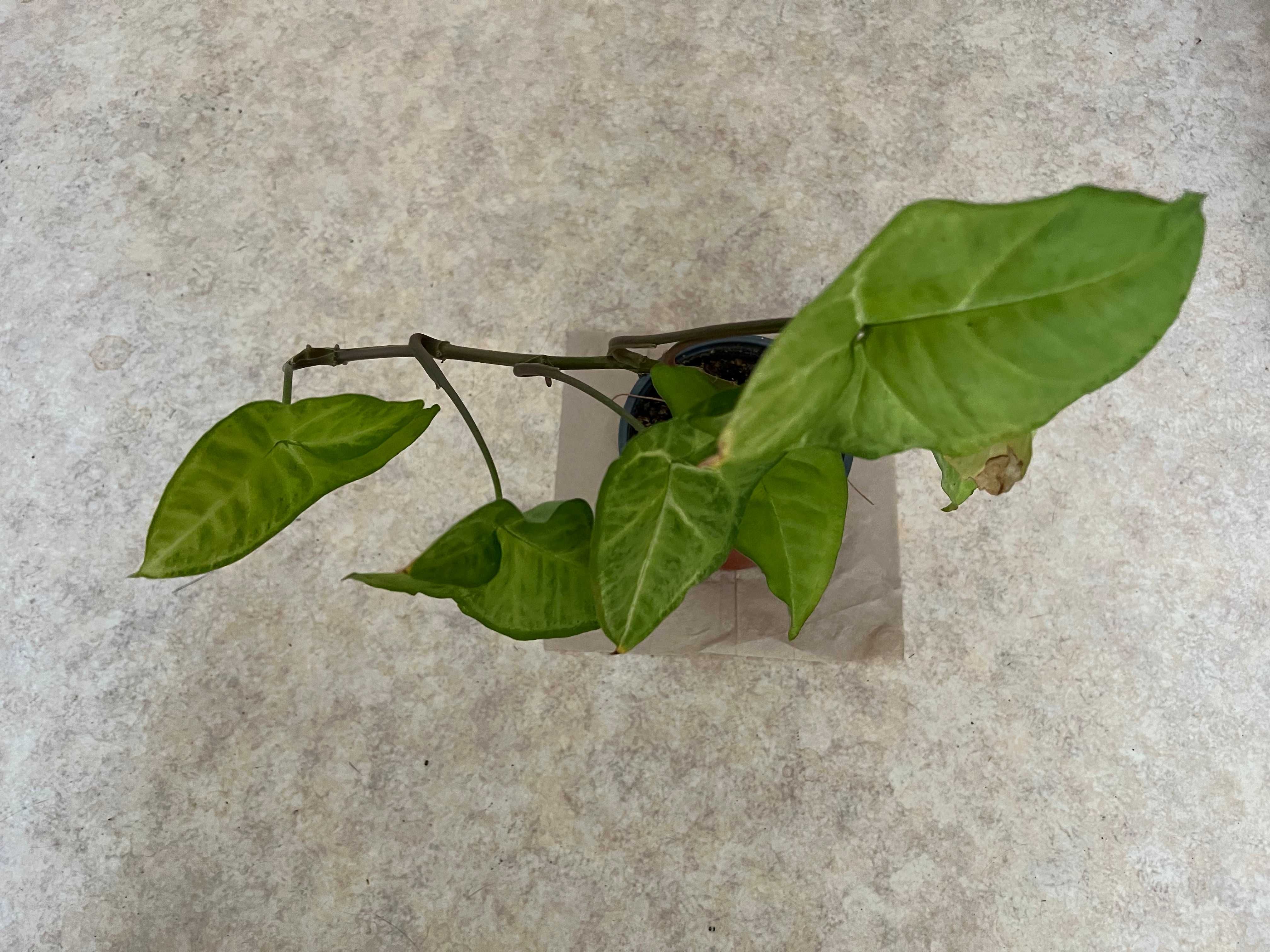 sadzonka syngonium zroślicha