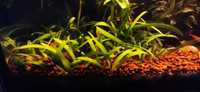 Sagittaria Subulata planta para aquário