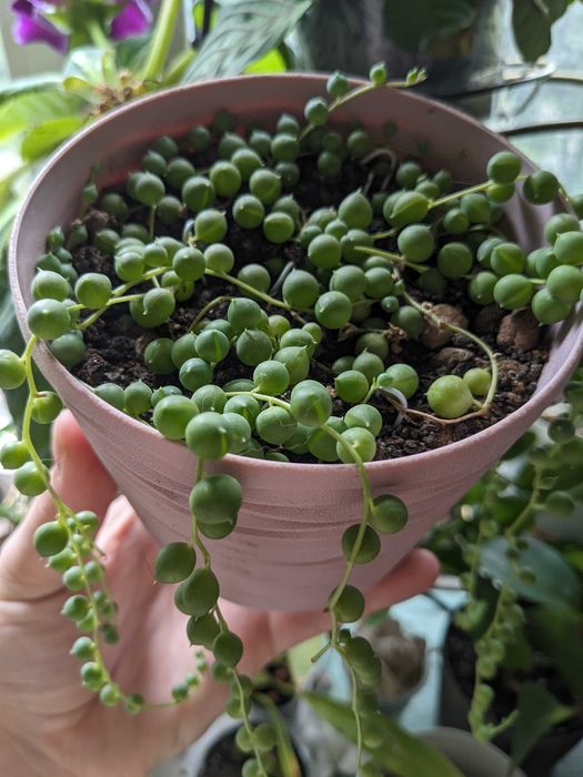 Хрестовник Роулі, седум мексиканський, аптенія, солейролія