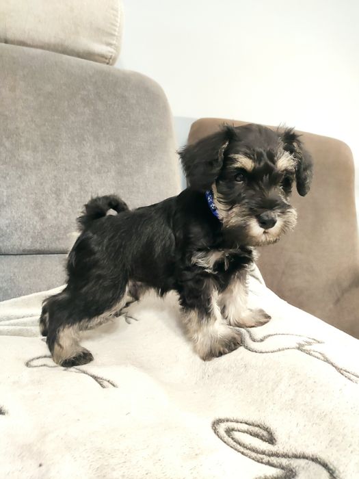 Sznaucer miniaturowy