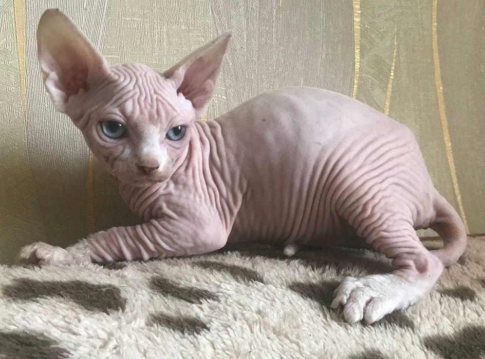 Котик канадский сфинкс