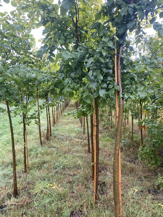 wiąz szypułkowy leszczyna turecka tulipanowiec jesion wyniosły