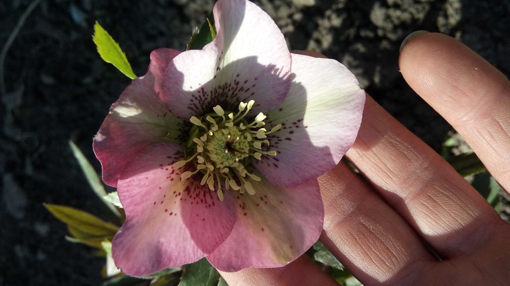 Морозник морозник