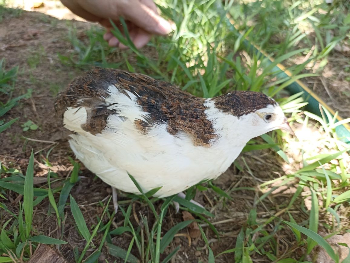 Ovos de codorniz gigantes e codornizes