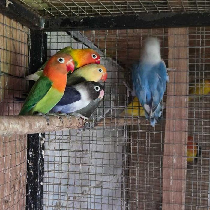 Sprzedam nierozłączki