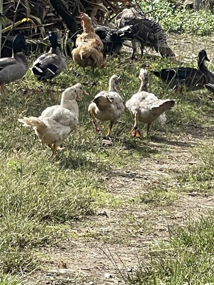 Patos para venda da quinta