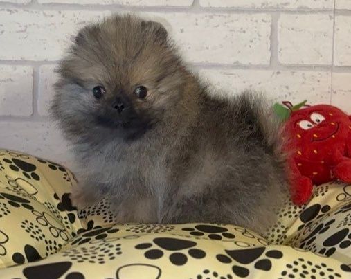 Szpic miniaturowy pomeranian